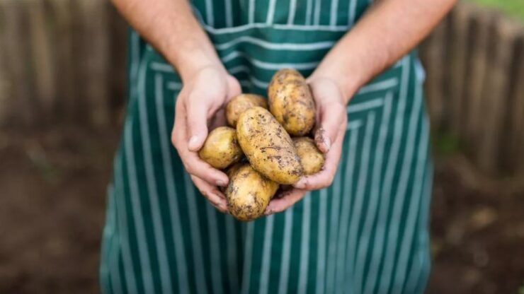 Cum să Previi Încolțirea Cartofilor cu Ajutorul Merelor
