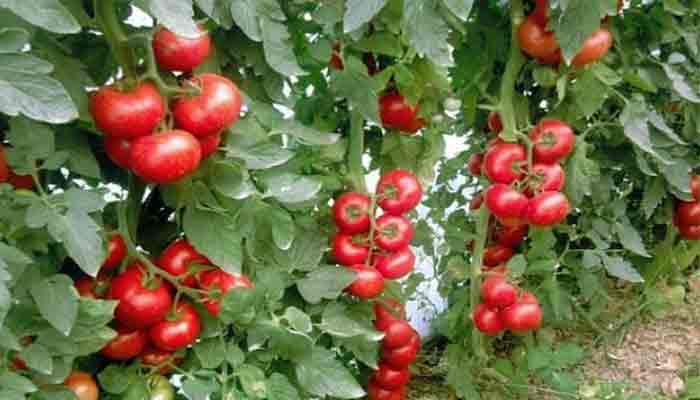 Descoperă 6 ingrediente pentru a-ți hrăni și proteja roșiile de boli!